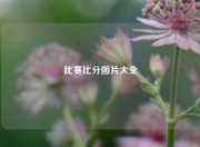 比赛比分图片大全