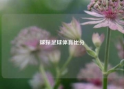 球探足球体育比分