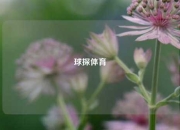 球探体育