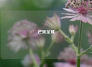 芒果足球