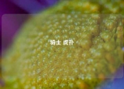 骑士 虎扑