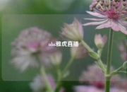 nba雅虎直播