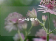 一比分即时官网