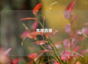 焦刚直播