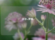 沃尔vs罗斯