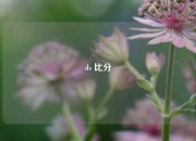 ds 比分