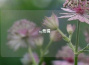 ag竞猜