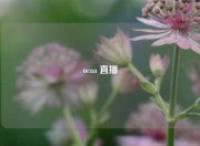ncaa 直播