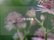 一比分彩票