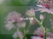 365csgo比分网