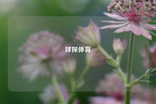 球探体育