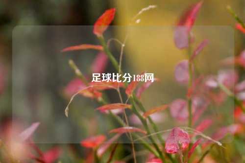 足球比分188网