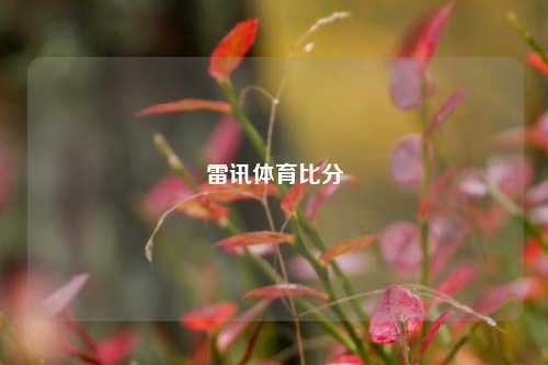 雷讯体育比分