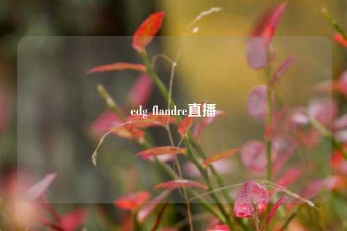 edg flandre直播