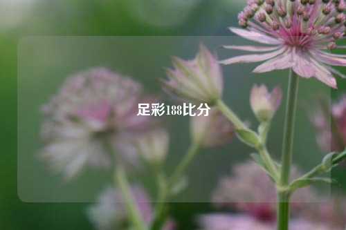 足彩188比分