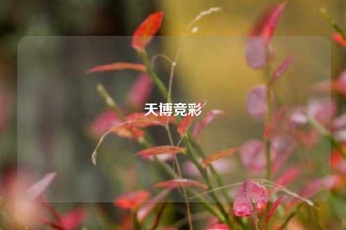天博竞彩