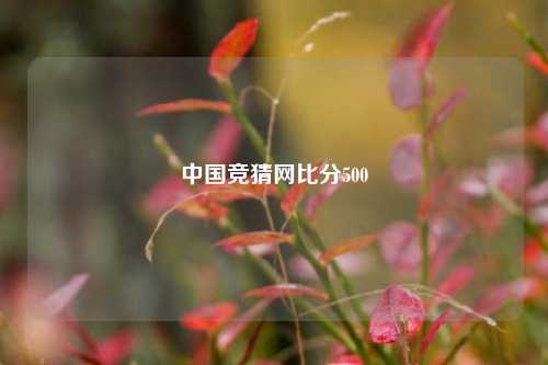 中国竞猜网比分500
