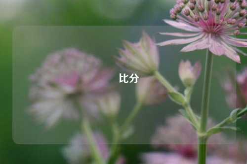 捿比分